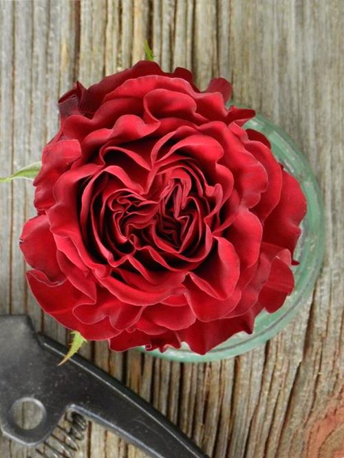 Wholesale Flowers, Red Hearts Roses