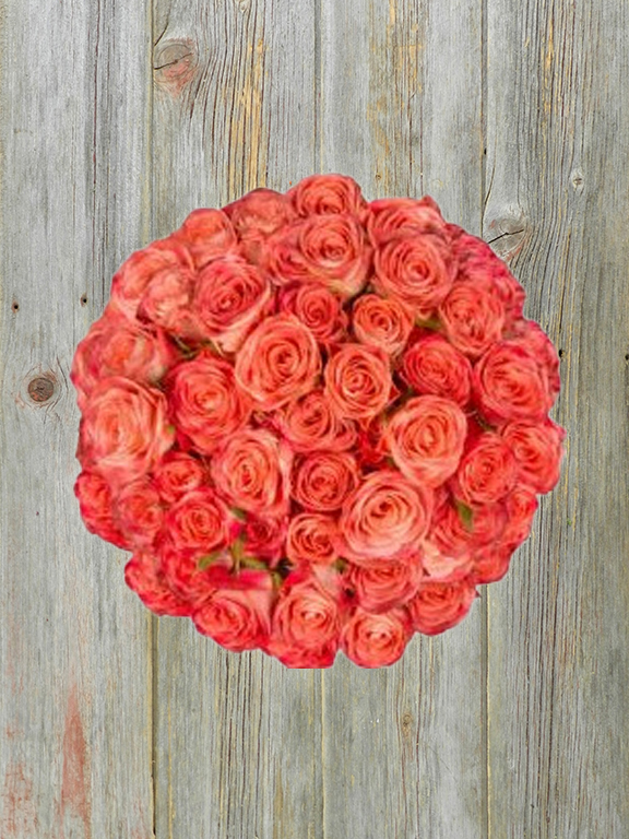 Wholesale Brilliant Star Cream Pink Peach Spray Rose Delivered Online ...
