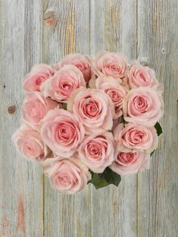 Wholesale Blush Jewel Light Pink Spray Rose Delivered Online | FlowerFarm