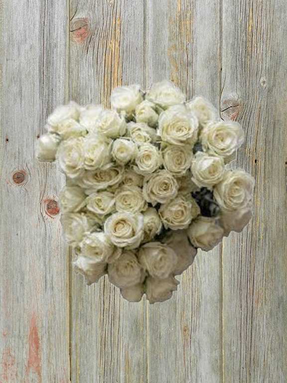 Wholesale Sweet Dreams White Spray Rose Delivered Online | FlowerFarm