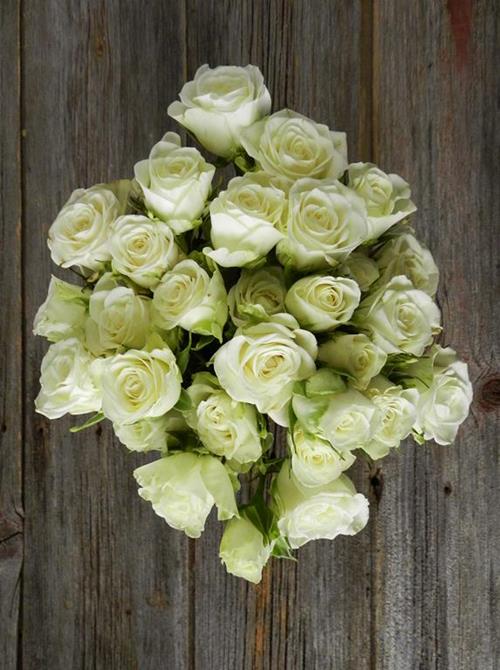 Wholesale Snowflake White Spray Roses Delivered Online | FlowerFarm