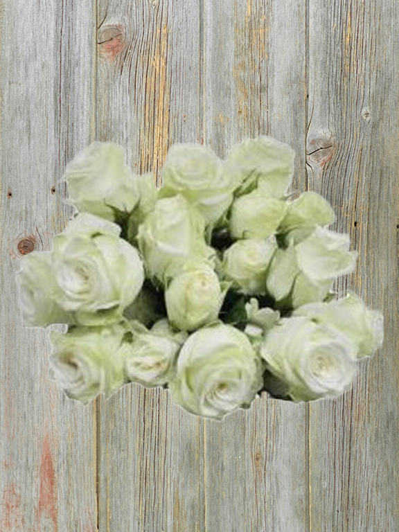 Wholesale Snowy Jewel White Spray Rose Delivered Online | FlowerFarm