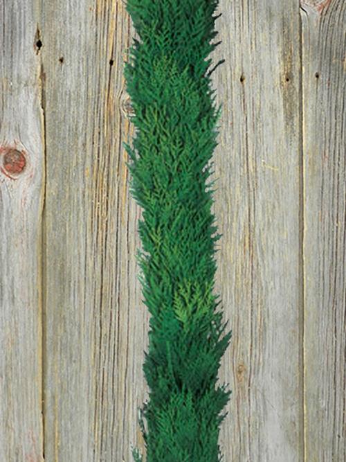 Wholesale Western Red Cedar 75 Foot Garland Delivered Online | FlowerFarm